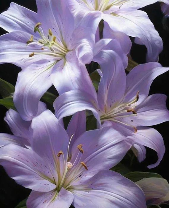 🔥Easy care🎁Rose lily bulbs