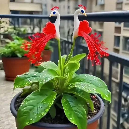 🦚 Peacock Flower Bulbs — Plant hope, watch splendor bloom!