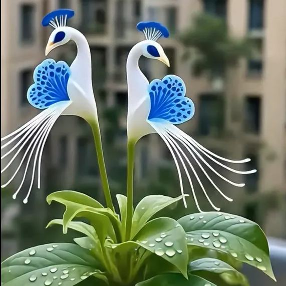 🦚 Peacock Flower Bulbs — Plant hope, watch splendor bloom!