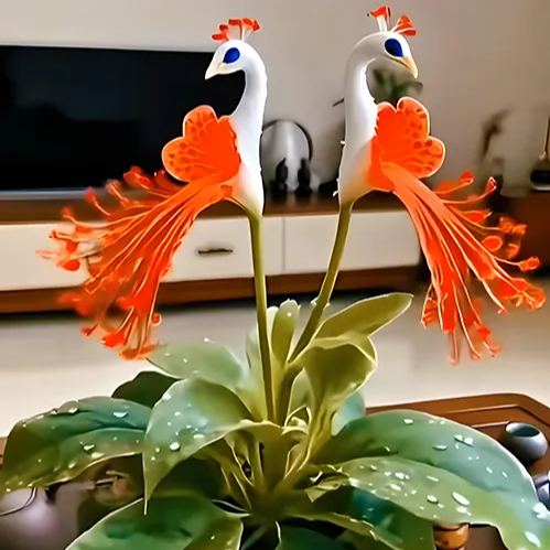 🦚 Peacock Flower Bulbs — Plant hope, watch splendor bloom!