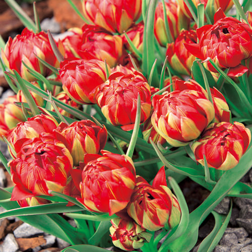 🌷 Botanical Tulip Bulbs