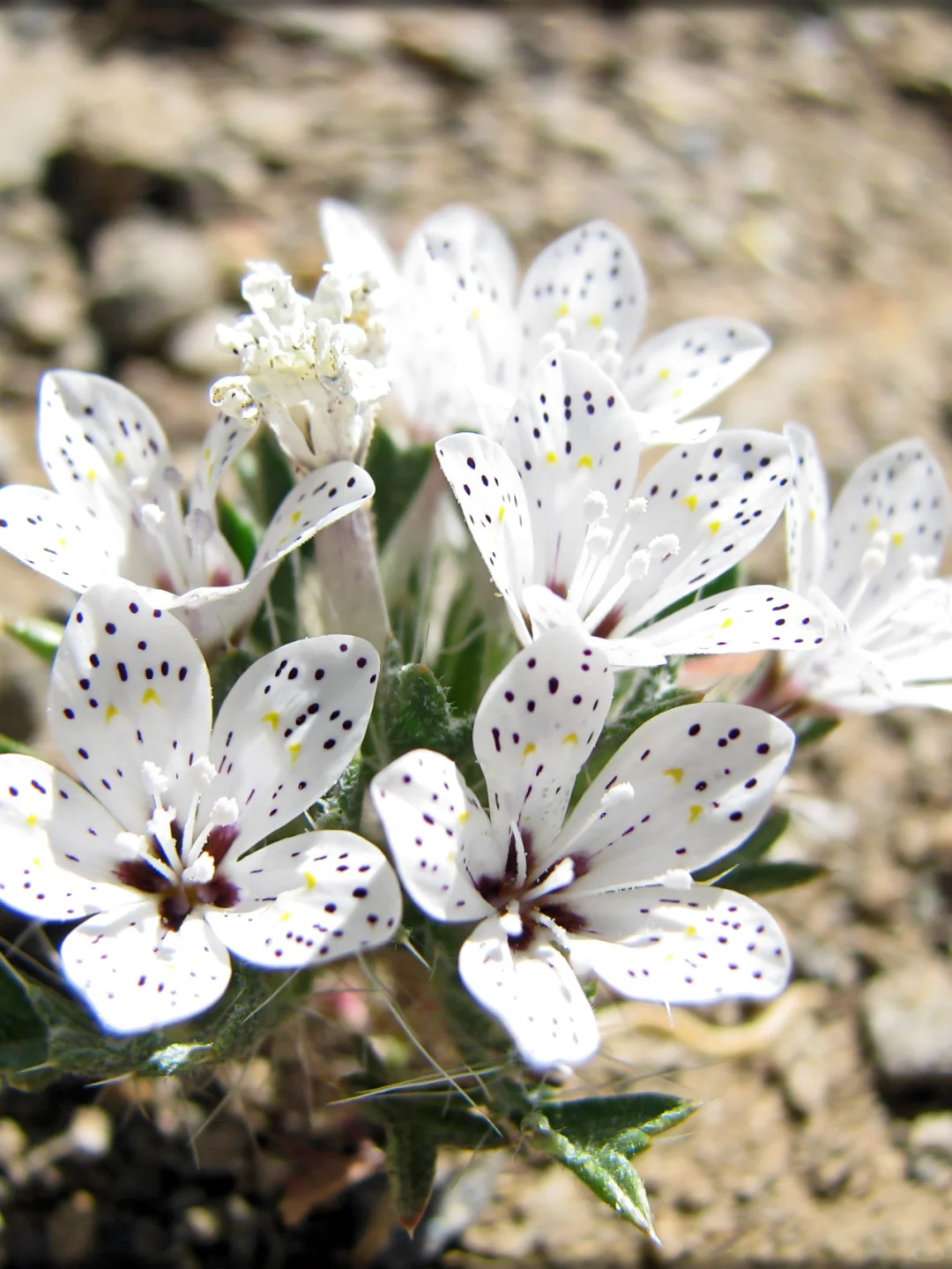 🌵✨ Langloisia setosissima – The Desert Starlight Bloom ✨🌵