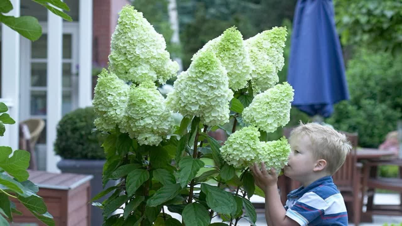 Hydrangea paniculata : A Stunning Perennial Shrub