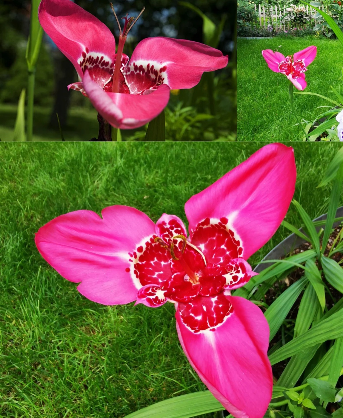 Tiger Flower Bulbs (Tigridia pavonia 'Aurea')