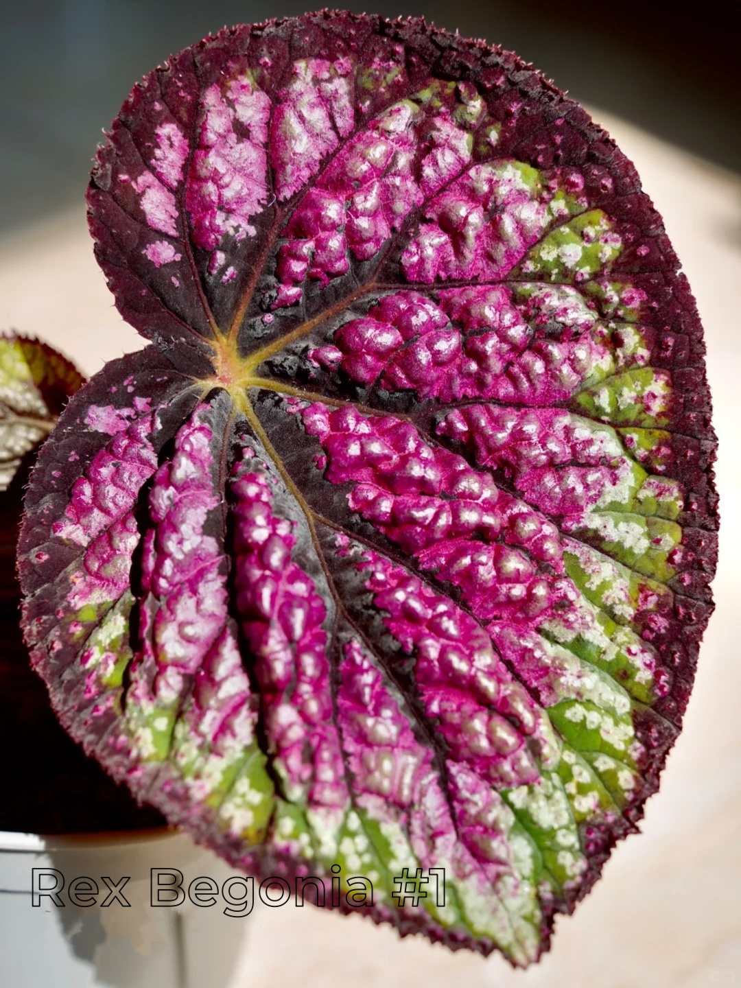 Rex Begonia Seeds – A Kaleidoscope of Color for Your Indoor Oasis 🌿✨