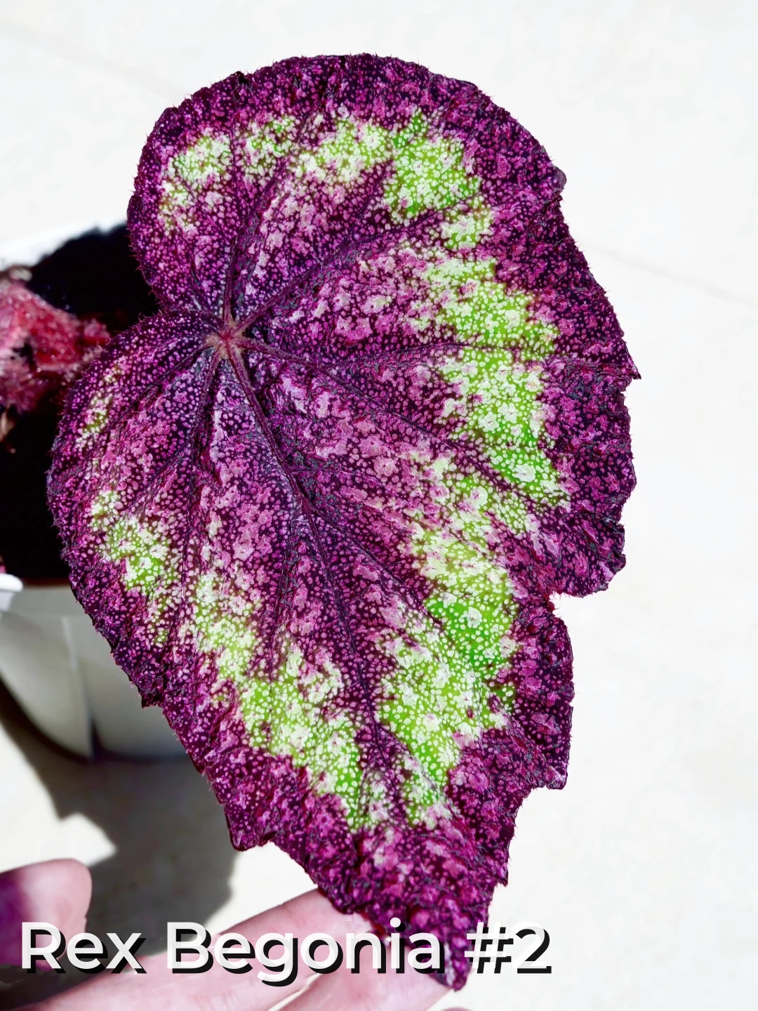 Rex Begonia Seeds – A Kaleidoscope of Color for Your Indoor Oasis 🌿✨