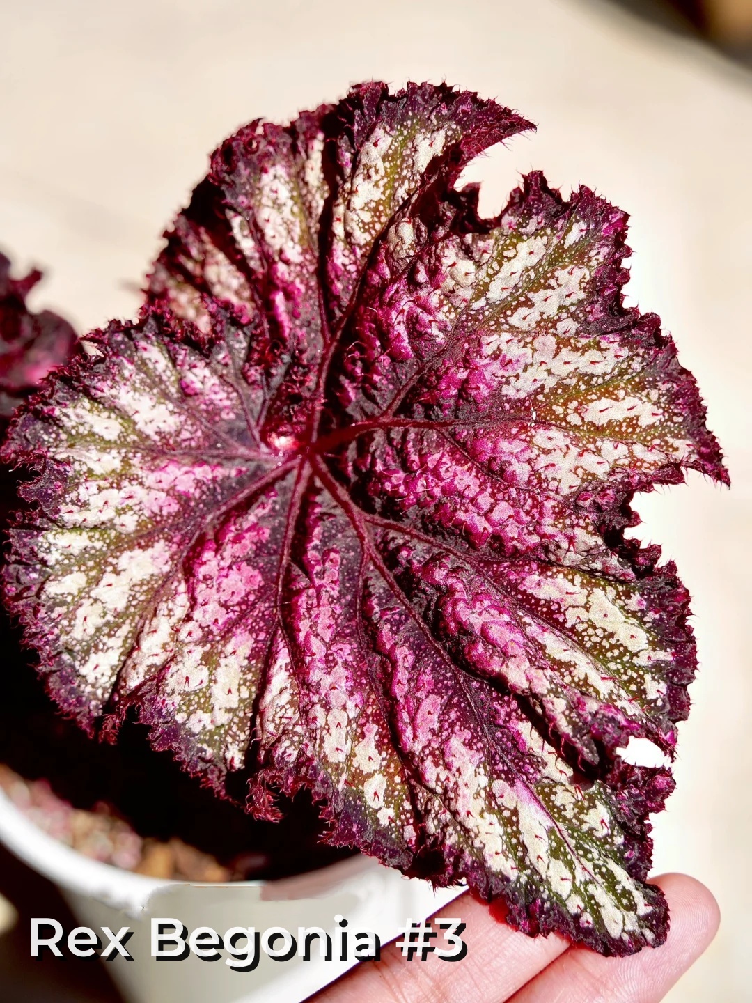 Rex Begonia Seeds – A Kaleidoscope of Color for Your Indoor Oasis 🌿✨