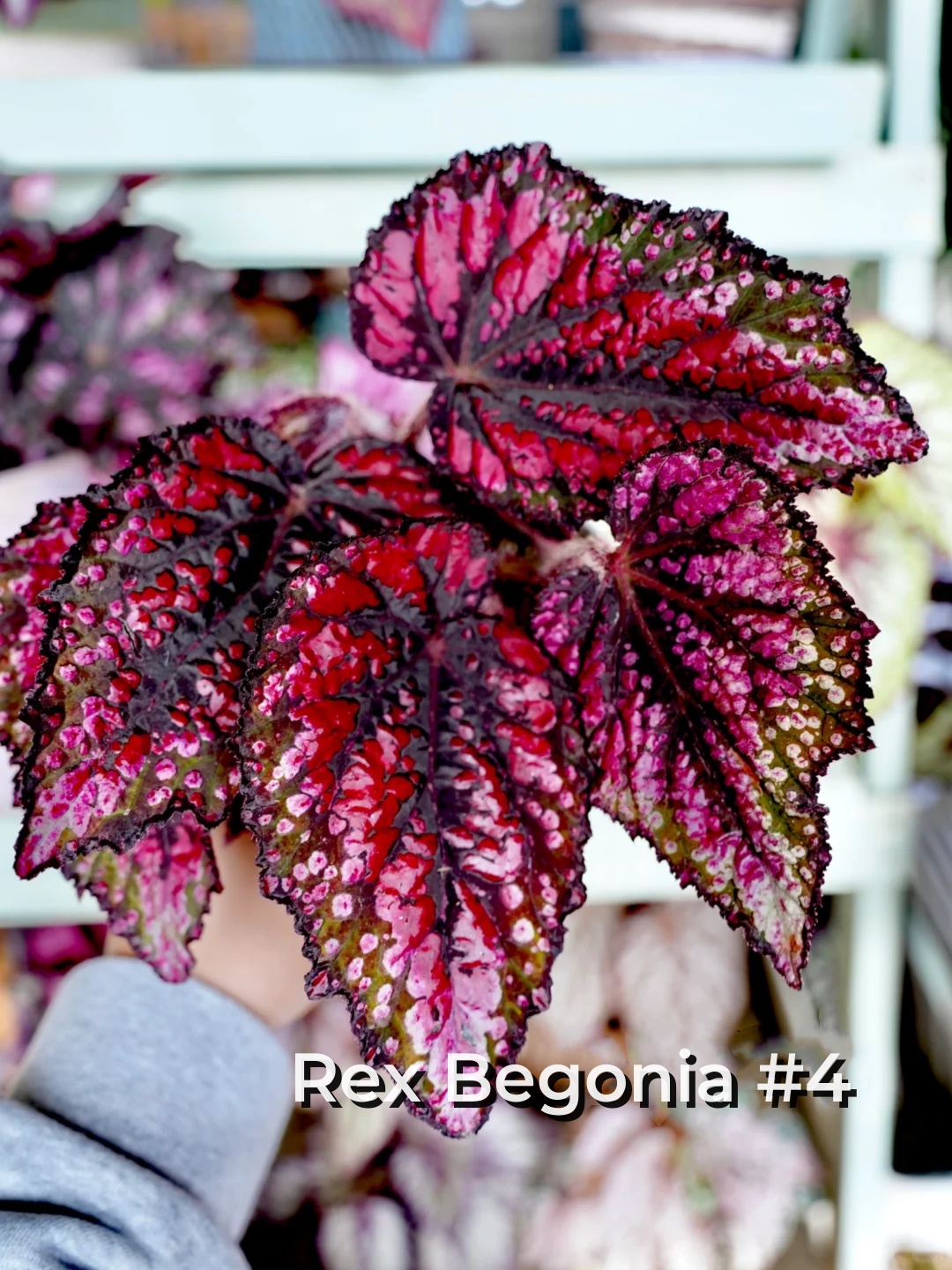 Rex Begonia Seeds – A Kaleidoscope of Color for Your Indoor Oasis 🌿✨