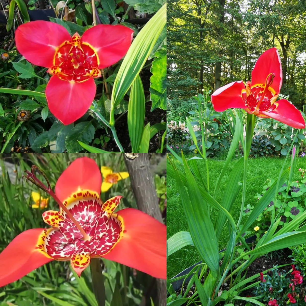 Tiger Flower Bulbs (Tigridia pavonia 'Aurea')