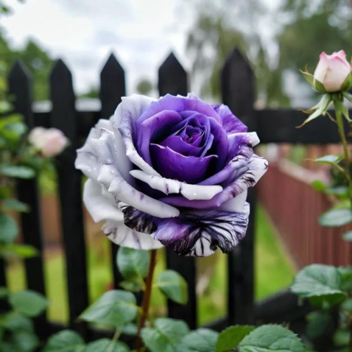 🎁⏰50% de Réduction 🔥🌺Graines de roses rares mélangées