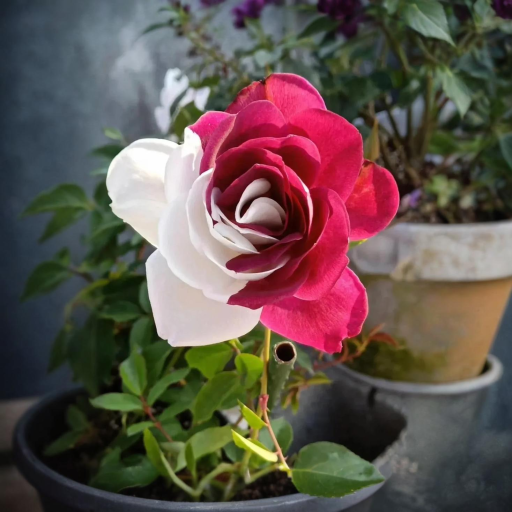 🎁⏰50% de Réduction 🔥🌺Graines de roses rares mélangées