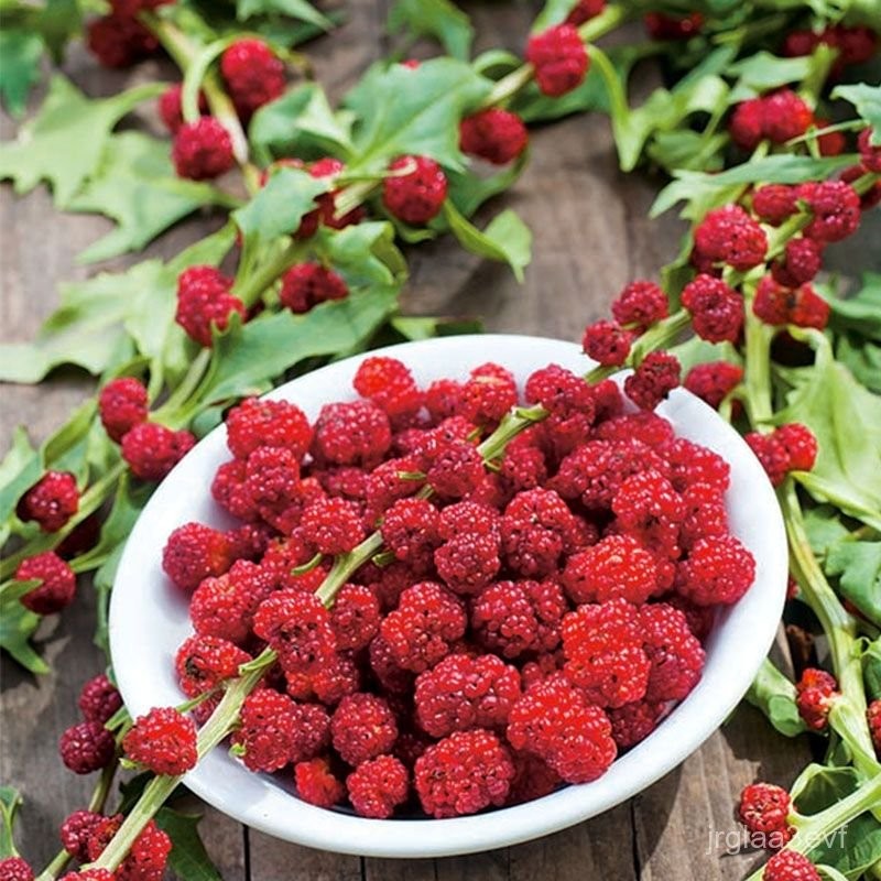🍓 Strawberry Blite Seeds – Chenopodium capitatum 🍃