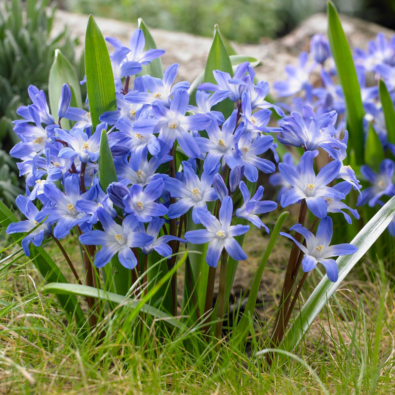 Blue Narcissus Bulbs~Pure Heart