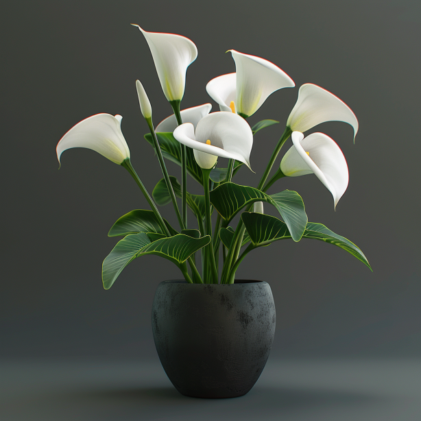 🔥Perennial plants🧲Calla lily seeds🌈Colorful flowers