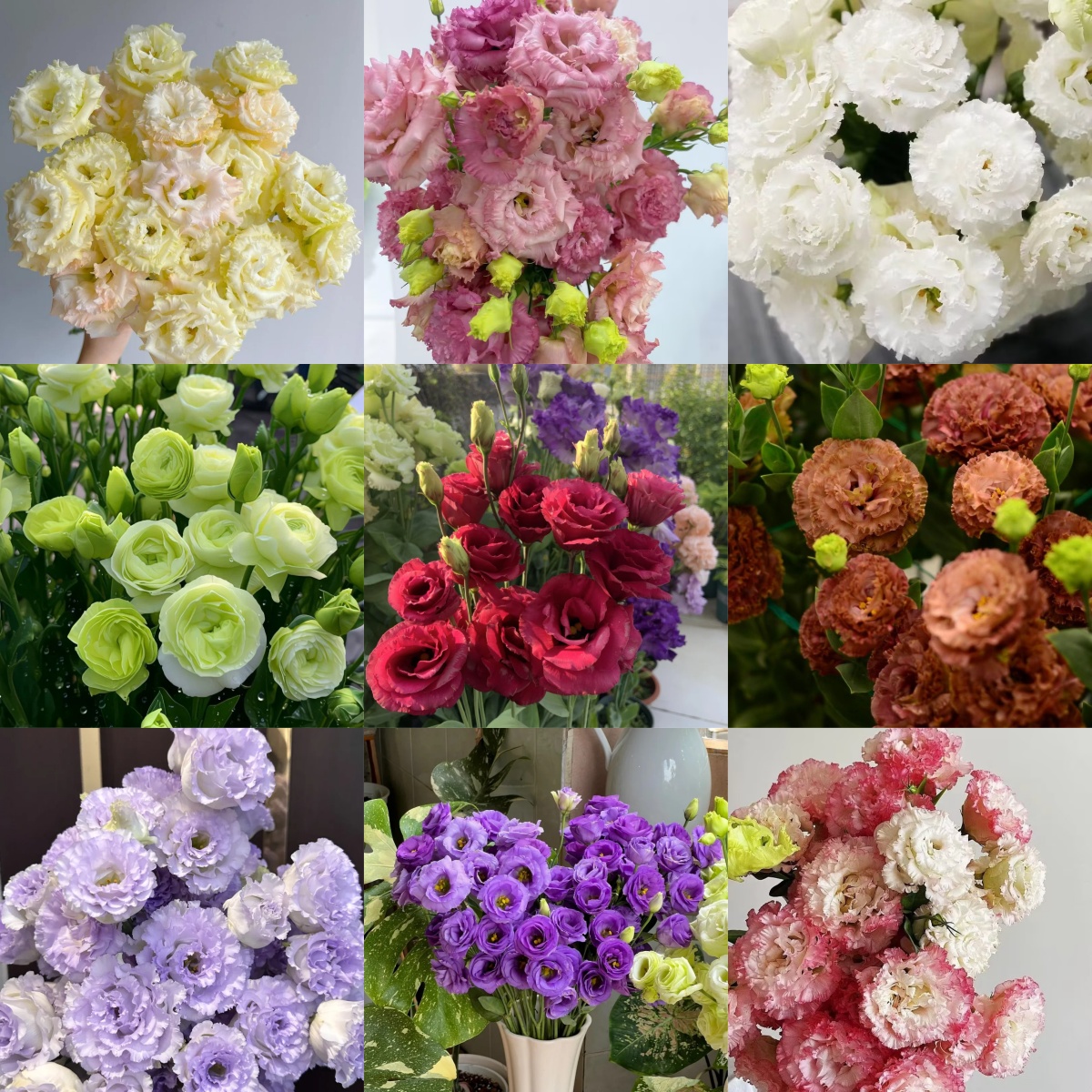 🌷Lisianthus Seeds 🌈Year-Round Double Blooms🌟