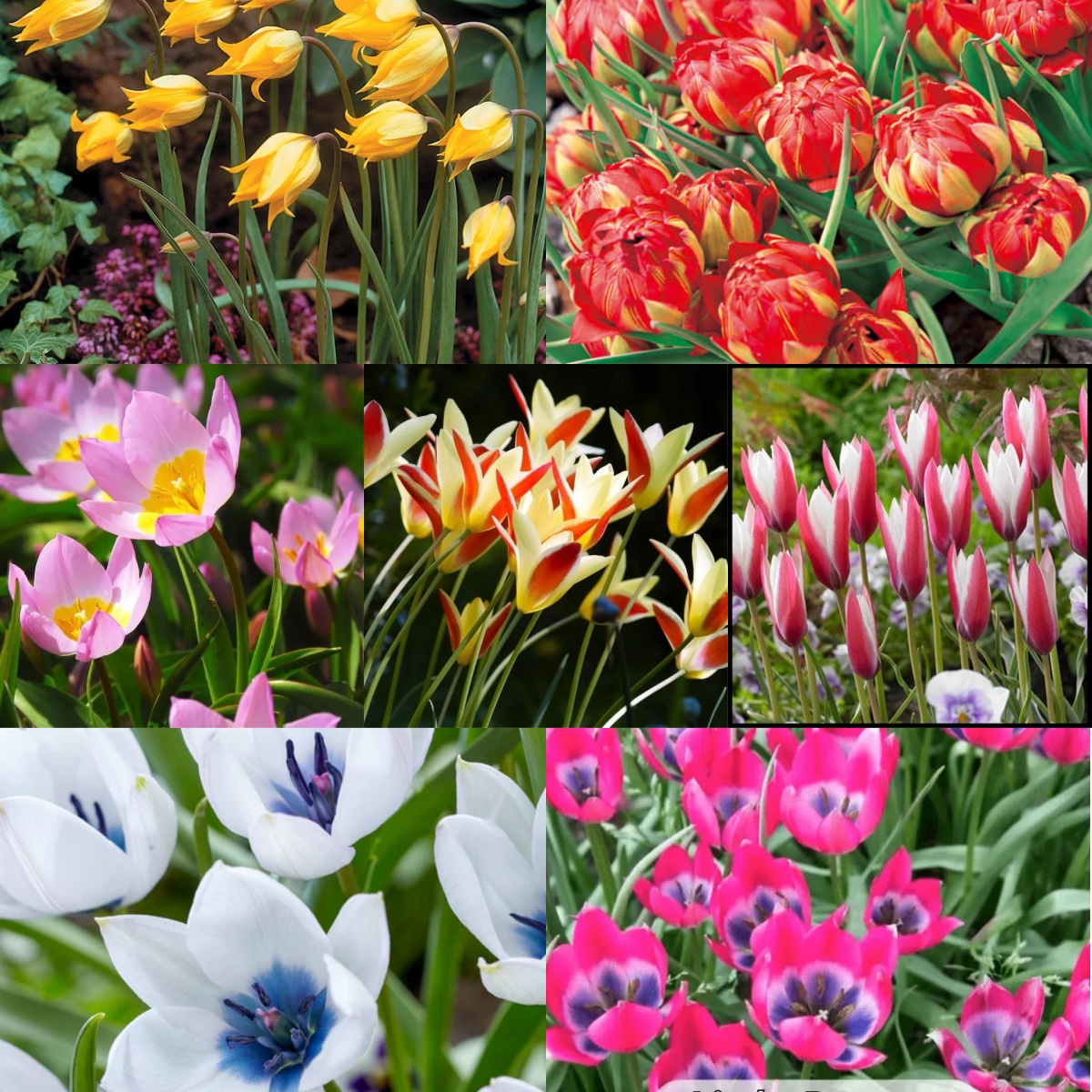 🌷 Botanical Tulip Bulbs