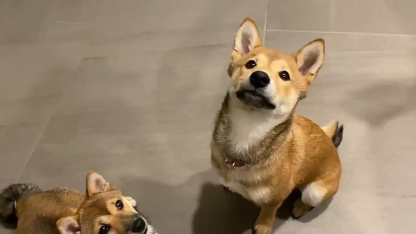 Sotiya Pet Photo Engraved Personalized Titanium Necklace