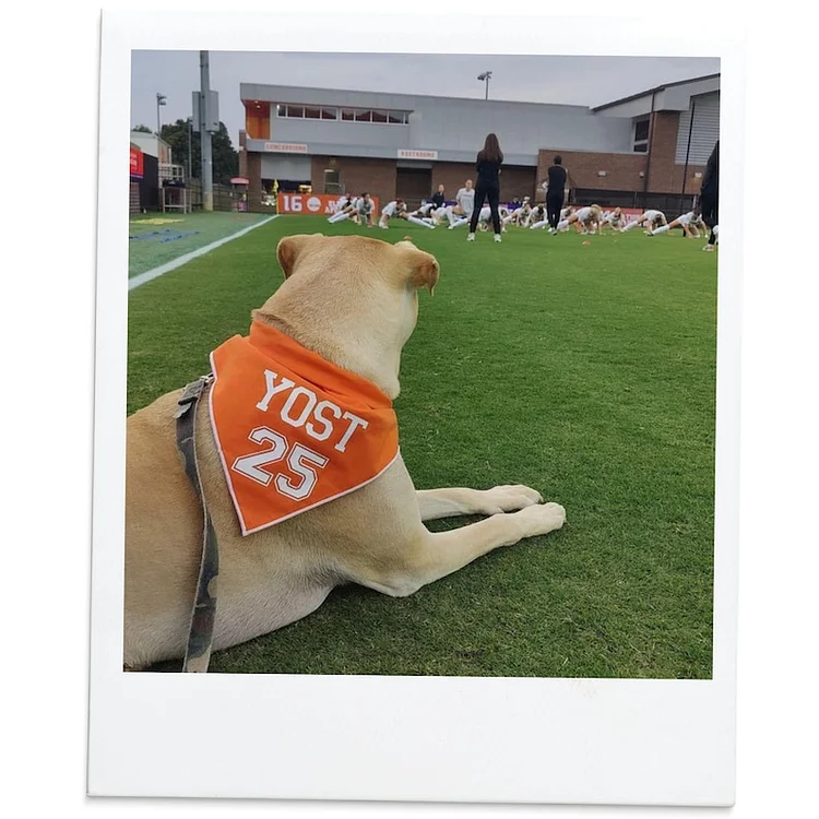 Custom Football Dog bandana, Soccer dog bandana, dog football jersey, sport dog bandana