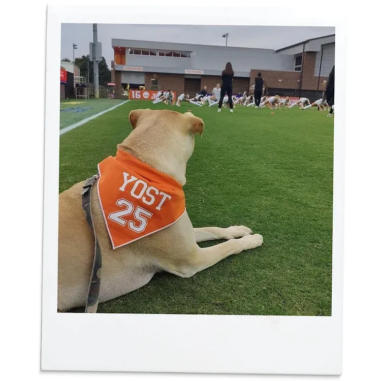 Custom Football Dog bandana, Soccer dog bandana, dog football jersey, sport dog bandana