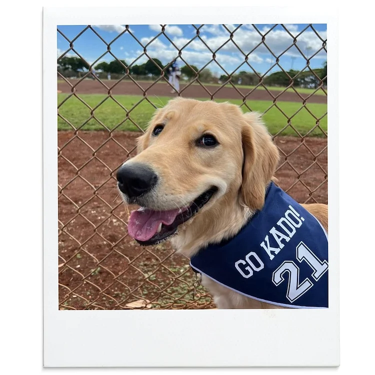 Custom Football Dog bandana, Soccer dog bandana, dog football jersey, sport dog bandana