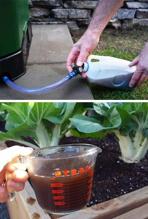 Fresh Leachate is Compost Tea, Great Organic Fertilizer for Indoor &amp; Outdoor Use