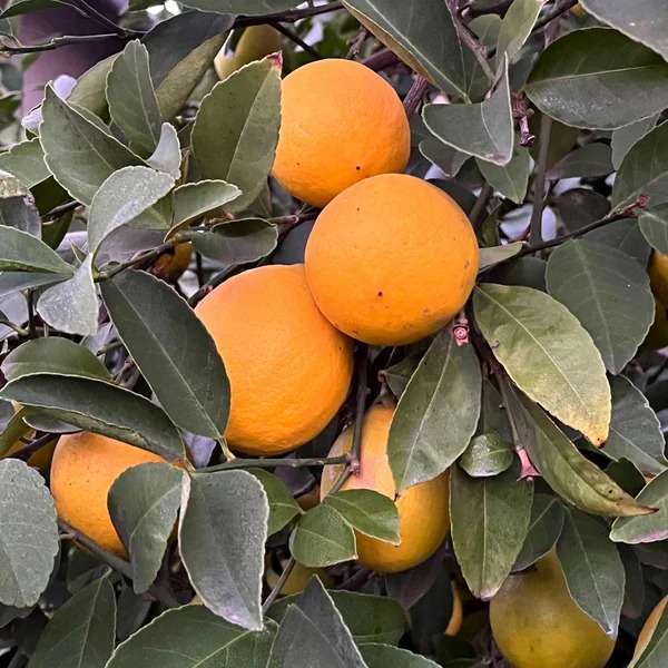 【Hurry, Limited Stock 60% Off】Meyer Lethtmon Trthtee