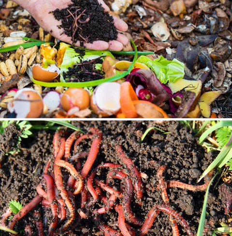 Add Red Wiggler Worms