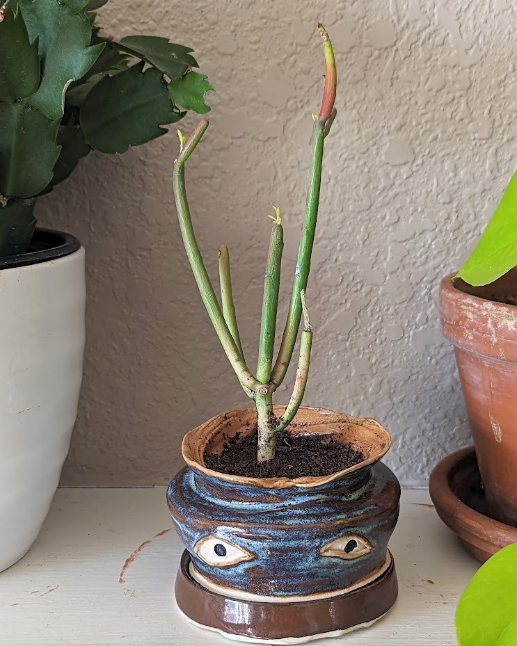 Crying Pots