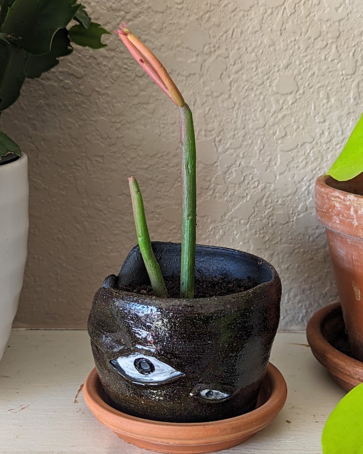 Crying Pots