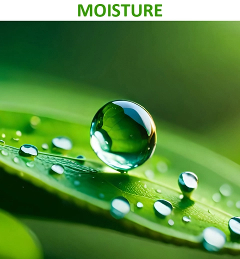 MOISTURE (but not too wet)