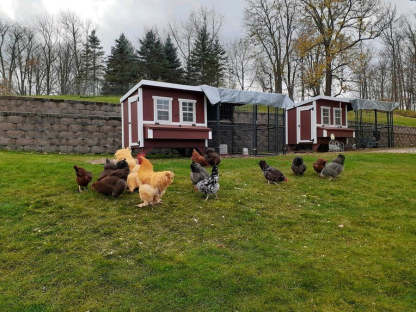 OvethtrEZ Farmhouse large Chicken Coop With Feeder And Waterer