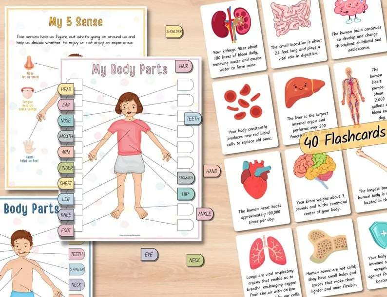 Human Anatomy Busy Book🔥