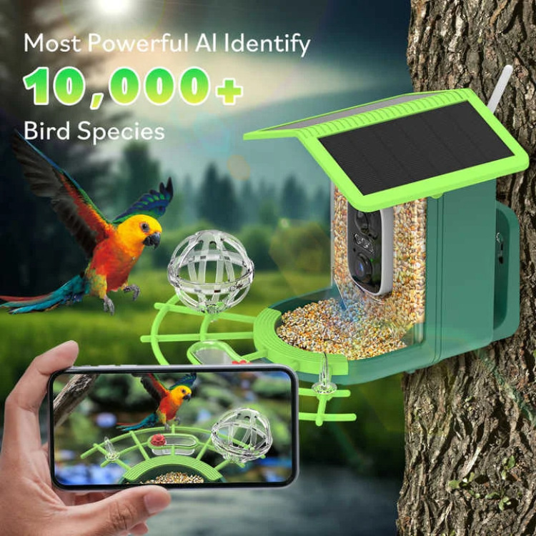 🐦 Watch Real Birds Visit Your Garden — Live on Your Phone, 24/7