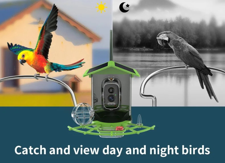 🐦 Watch Real Birds Visit Your Garden — Live on Your Phone, 24/7