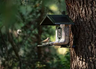 Seed Feeder