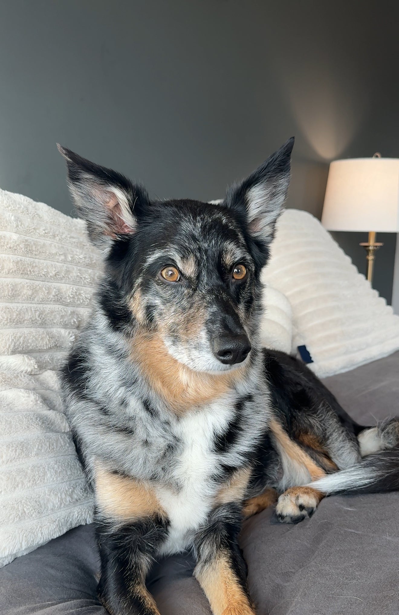 Bath Your Dog in 10 Minutes&nbsp;