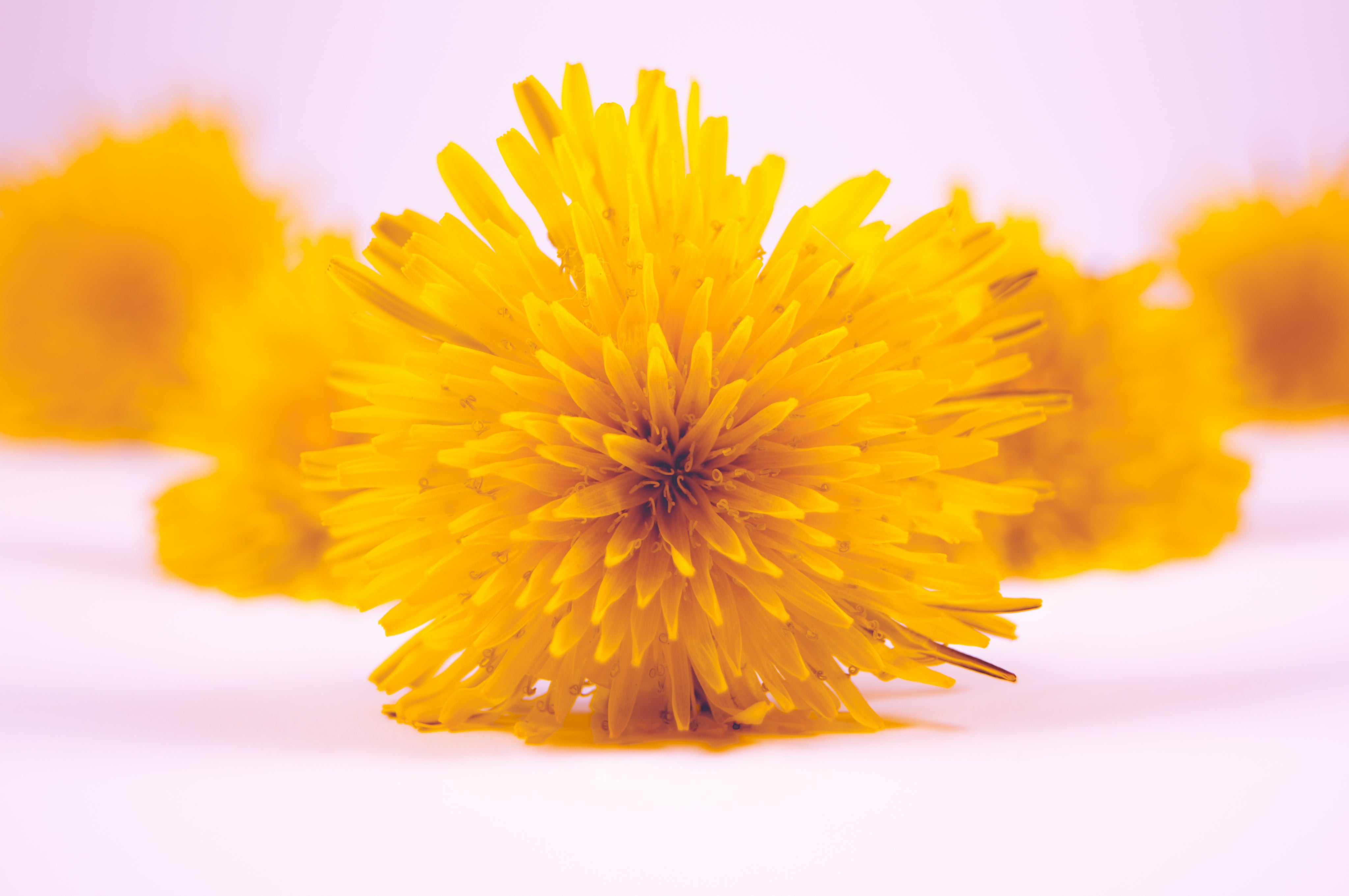 Calendula Extract