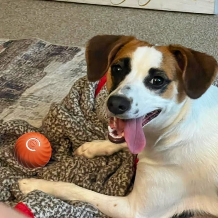 🔥This Week's Special Offer 49% OFF -Chewie Viral Bouncing Ball