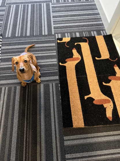 Unique Dachshund Dog Mat
