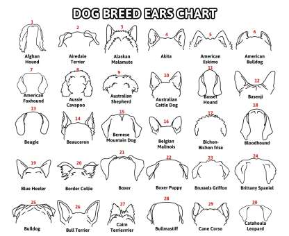 Mother's Day Gift Personalized Pet Collar Frame for Pet Loss Memorial Gift