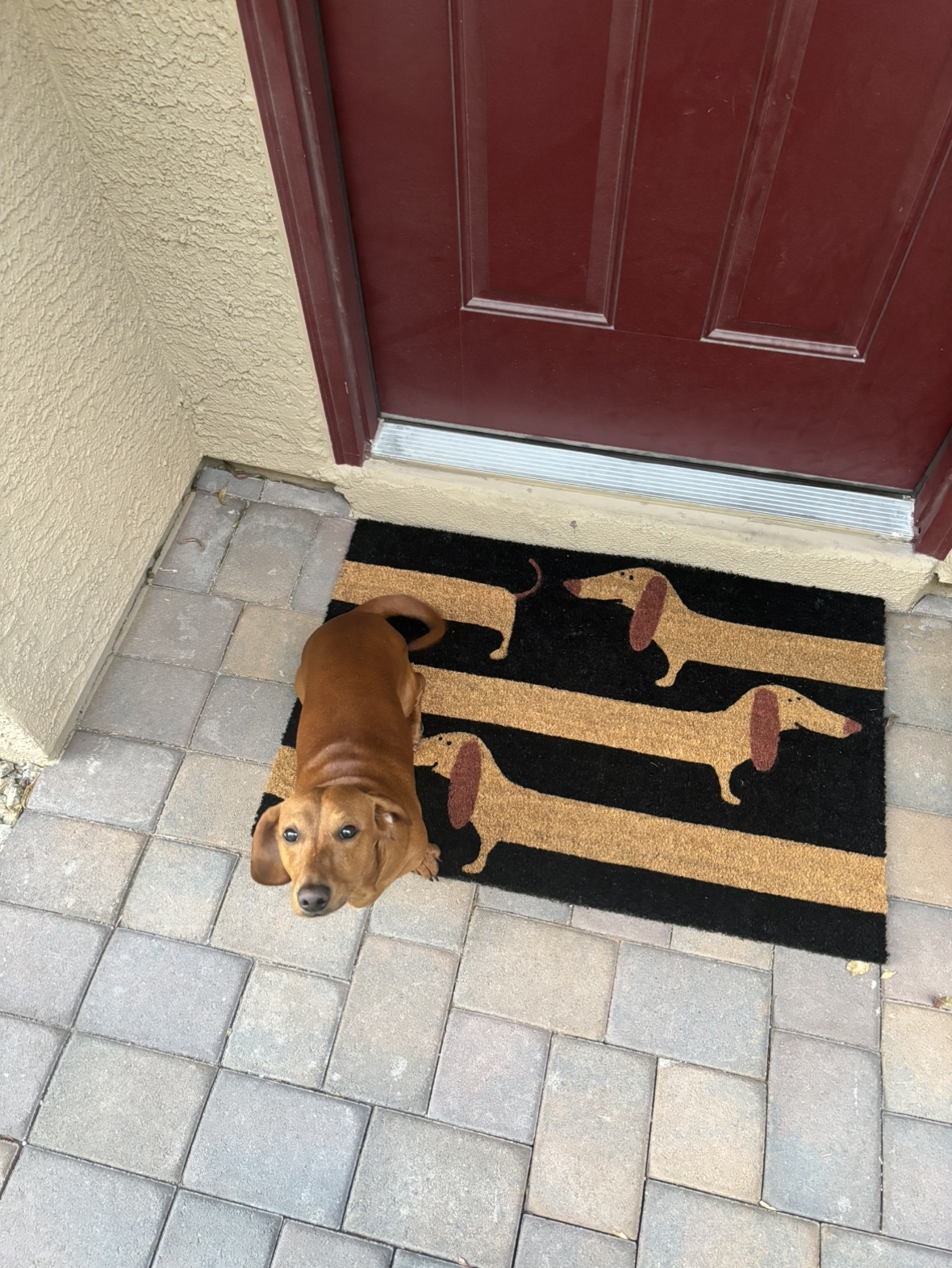 Unique Dachshund Dog Mat