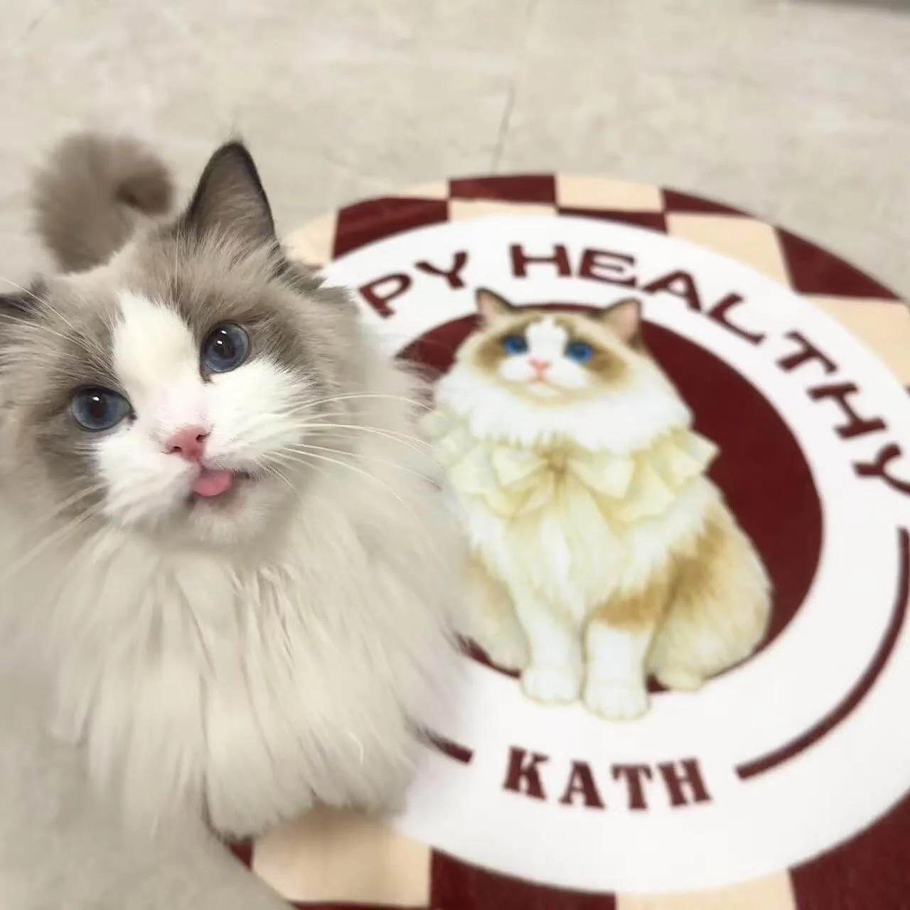 Custom Pet Rug - Meow or Never