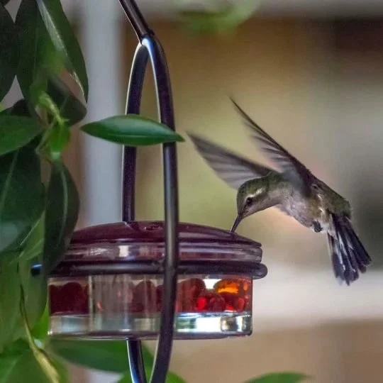 Comedero delgado para colibríes 
