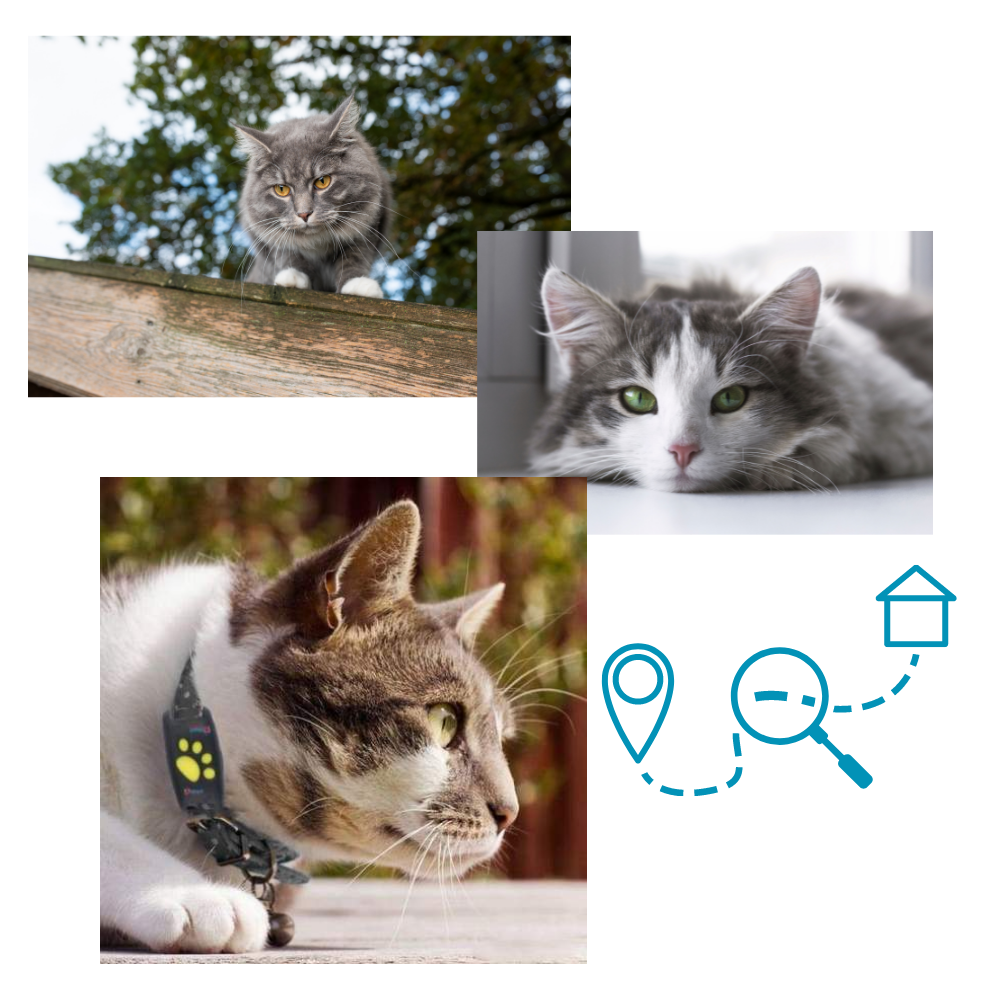 Collar de seguimiento GPS para mascotas