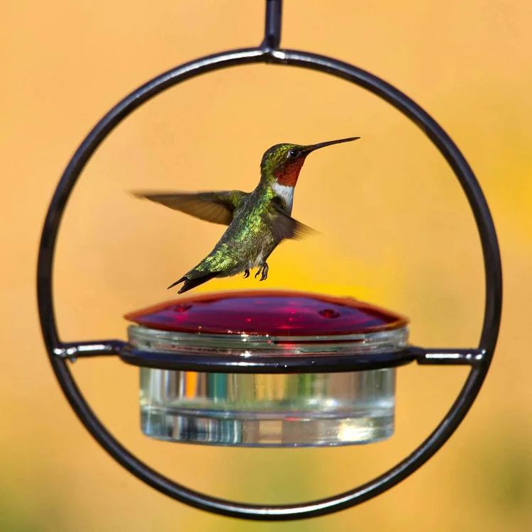 Comedero delgado para colibríes 