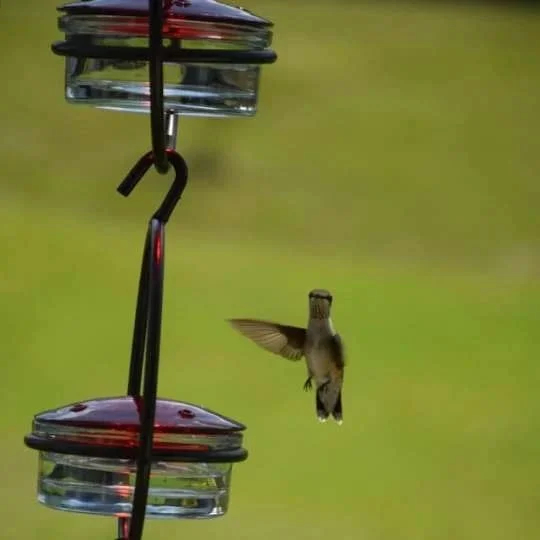 Comedero delgado para colibríes 