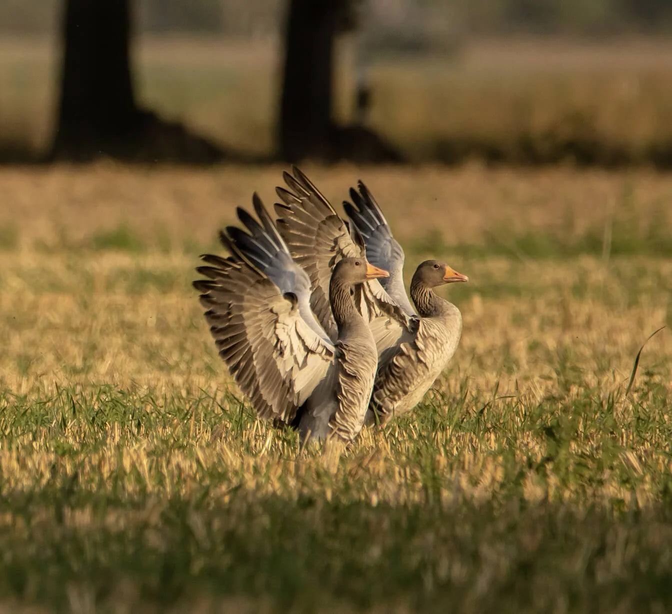 Why Hungarian Goose Down is the Best?