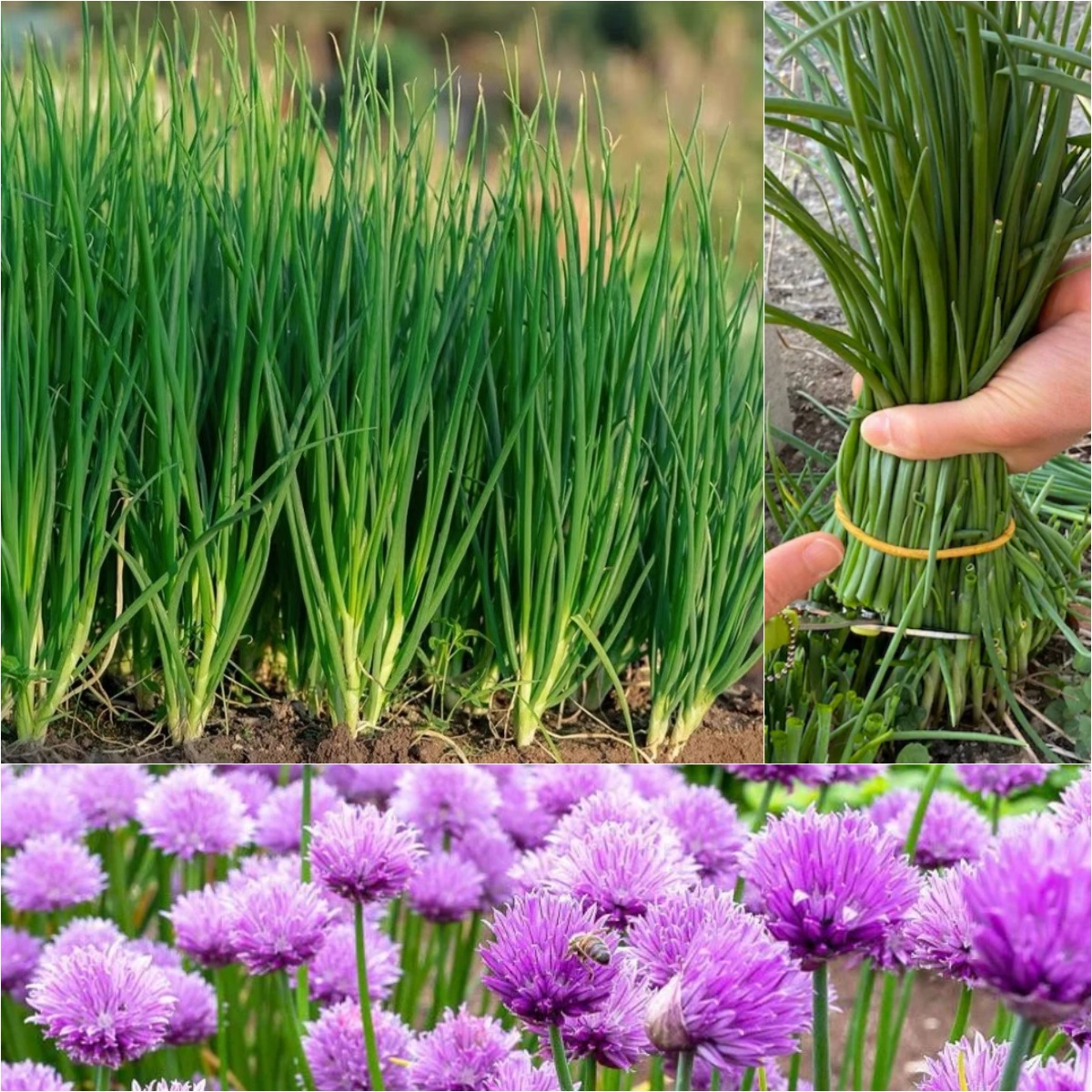 🌿Chives - Grow Fresh Herbs Year-Round in Your Garden! 