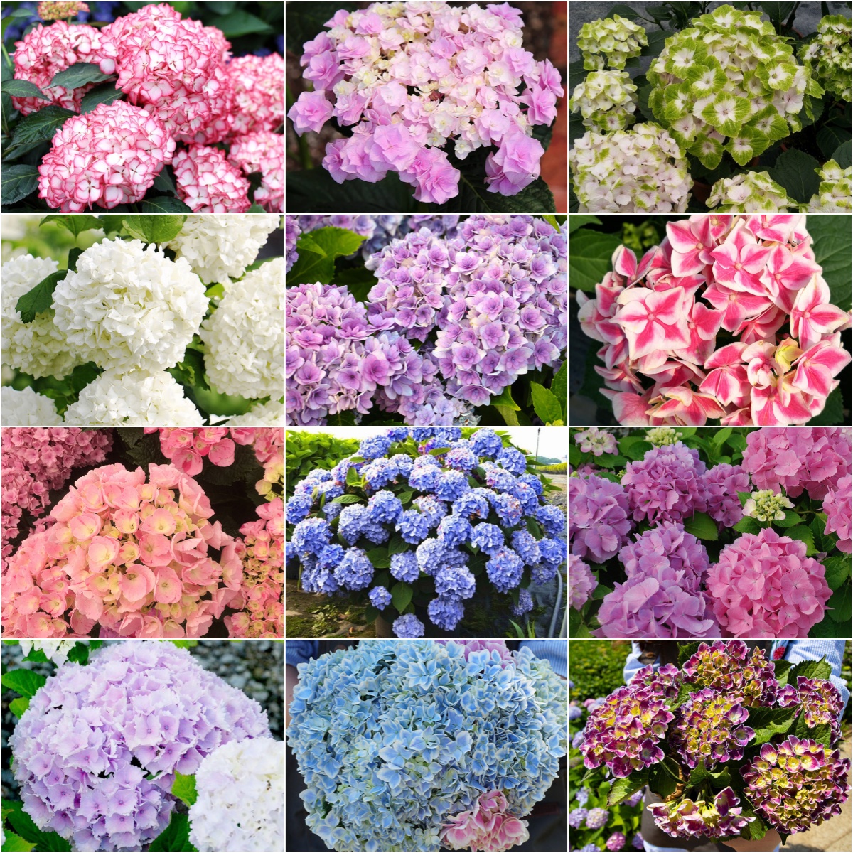 🌺Hydrangea - The Symbol of Grace and Elegance