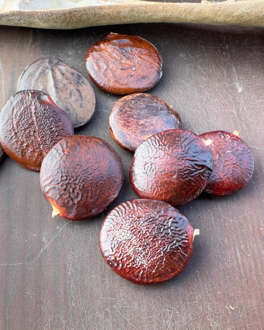 🌸Wisteria - The Garden’s Cascading Beauty All Year Round